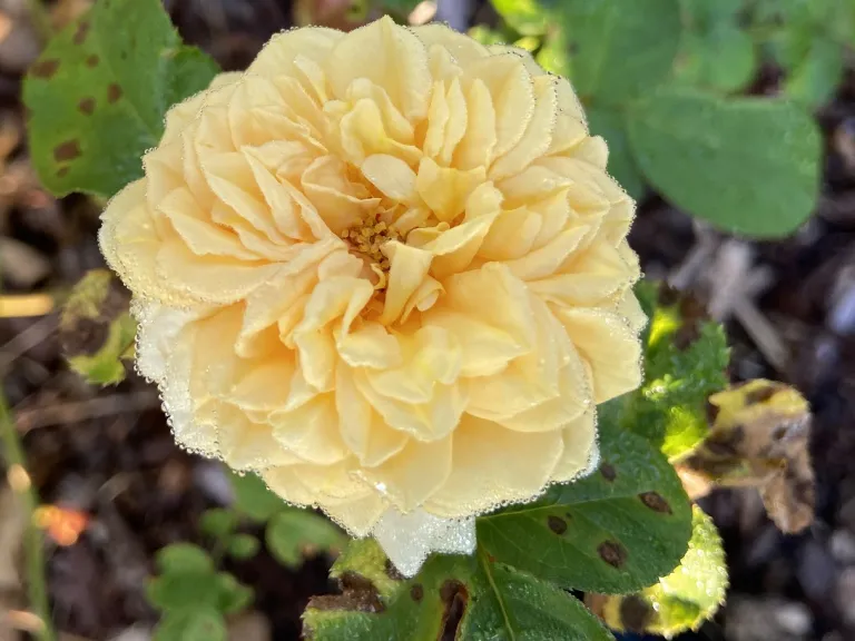 Rosa 'KORangober' (Sweet Jane™) flower