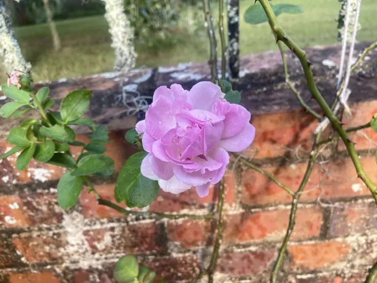 Rosa 'KORcentrex' (Jasmina™ Arborose®) flower