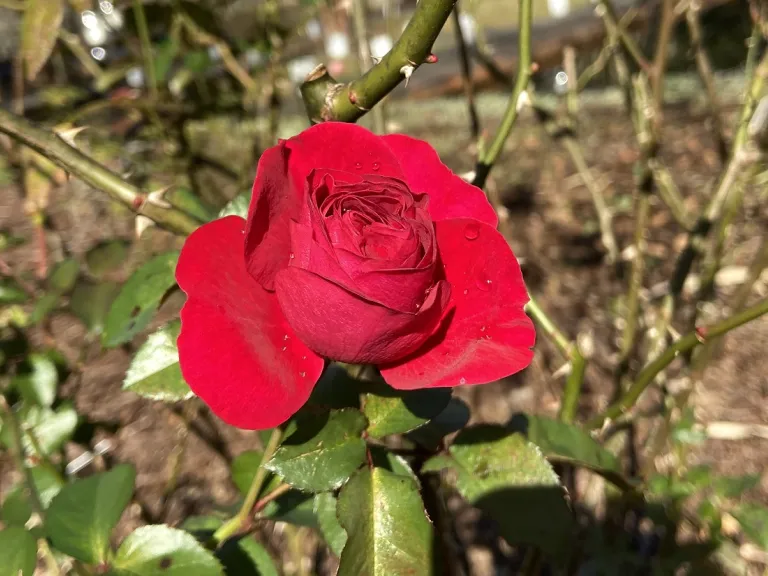 Rosa 'KORelamba' (Bordeaux™) flower