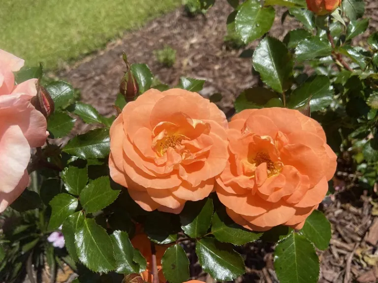Rosa 'KORfloci109' (Mango Veranda®) flower