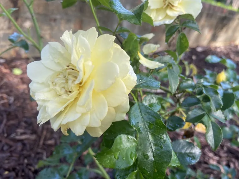 Rosa 'KORgeleflo' (Solero™ Vigorosa®) flower