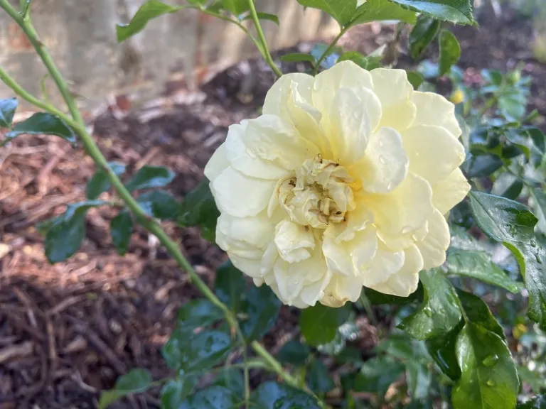 Rosa 'KORgeleflo' (Solero™ Vigorosa®) flower