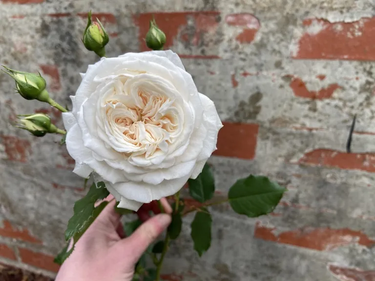 Rosa 'KORhemtra' (Honeymoon™ Arborose®) flower