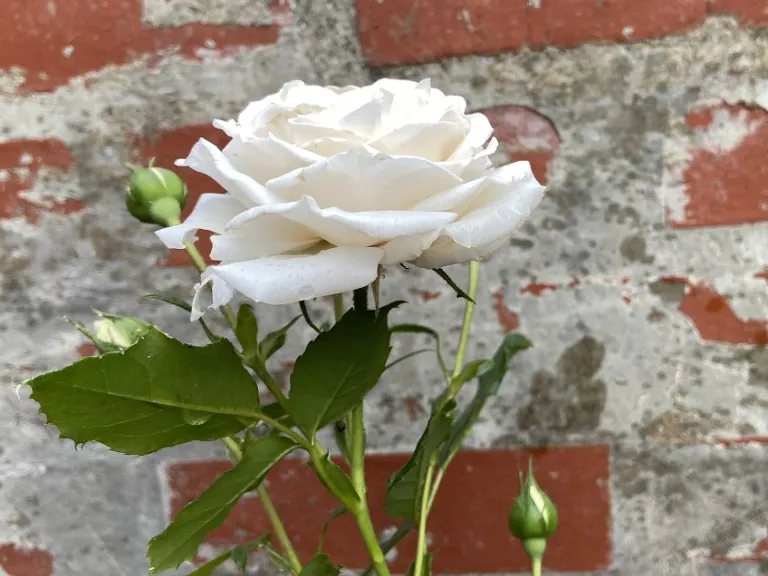 Rosa 'KORhemtra' (Honeymoon™ Arborose®) flower