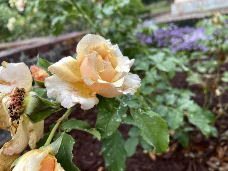 Rosa 'KORkinteral' (Caramella™ Fairytale®) flower