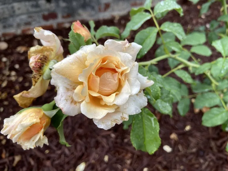 Rosa 'KORkinteral' (Caramella™ Fairytale®) flower
