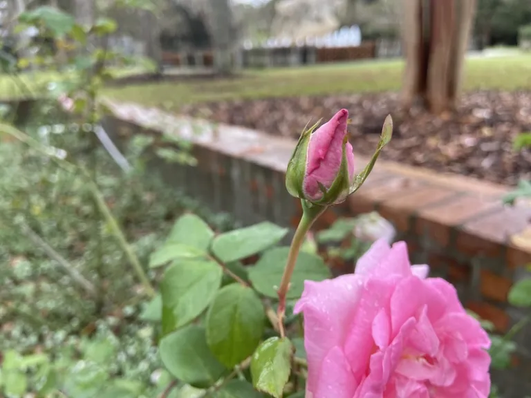 Rosa 'KORpauvio' (Beverly Eleganza®) flower bud