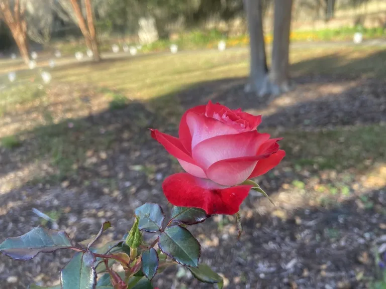 Rosa 'KORplunblo' (Mandarin Ice™ Planten Un Blomen®) flower