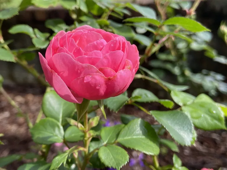 Rosa 'KORpompan' (Pomponella™ Fairy Tale) flowers