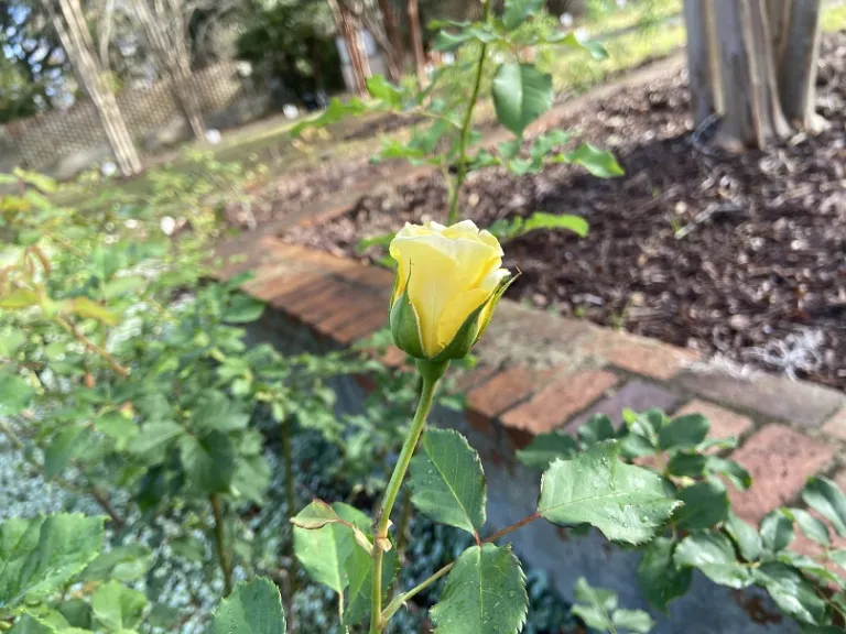 Rosa 'KORquelda' (Golden Fairy Tale) flower bu