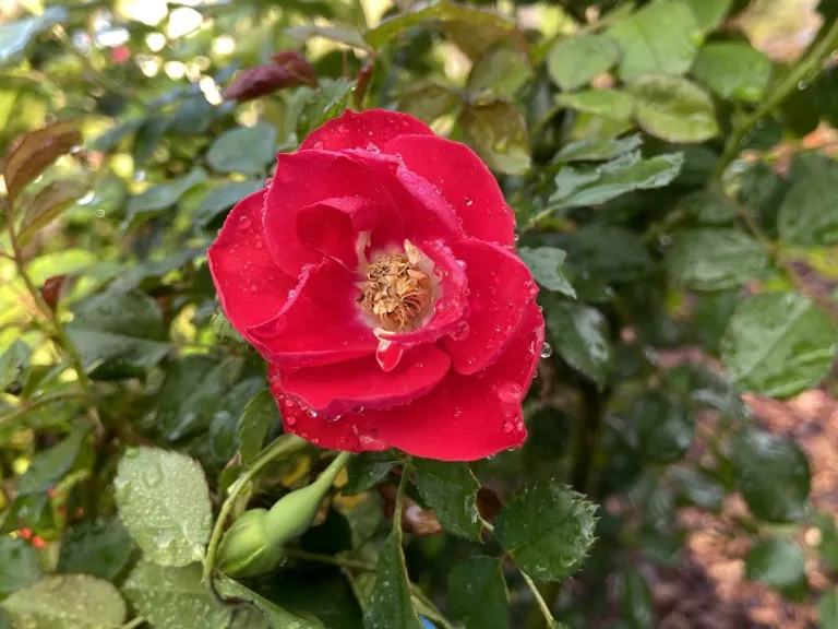 Rosa 'KORschwill' (Black Forest™) flower