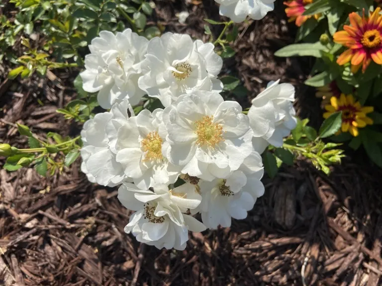 Rosa 'KORstarnow' (Innocencia™ Vigorosa®) flowers