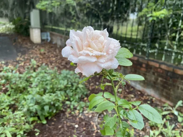 Rosa 'KORvanaber' (Lion's Fairy Tale) (Lions-Rose®) flower