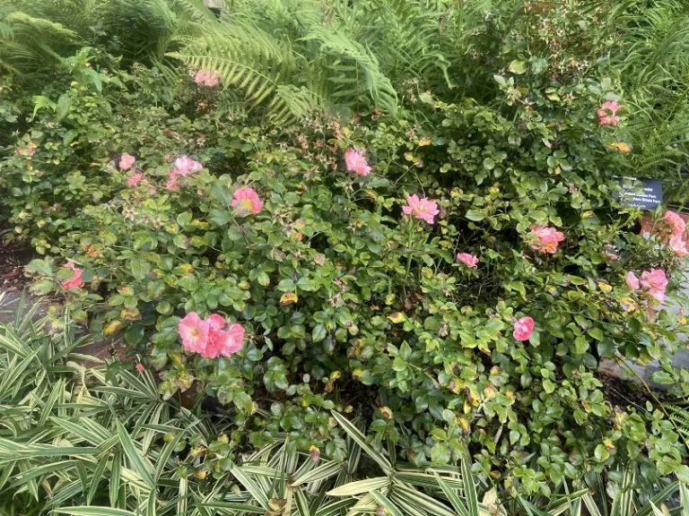Rosa 'MEIggili' (Peach Drift®) flowering habit