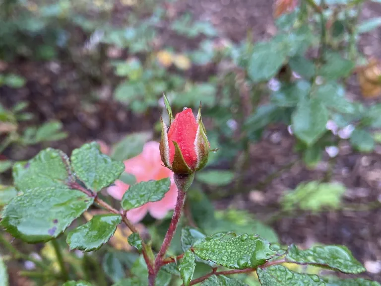 Rosa 'MEImirrot' (Apricot Drift®) flower bud