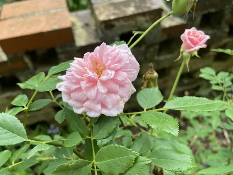 Rosa 'Mademoiselle Cécile Brünner' flower