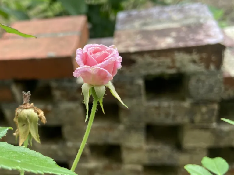 Rosa 'Mademoiselle Cécile Brünner' flower opening