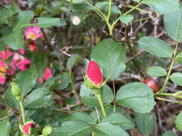 Rosa 'Meijocos' (Pink Drift®) flower bud