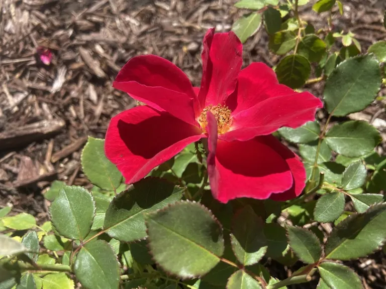 Rosa 'Miracle on the Hudson' flower