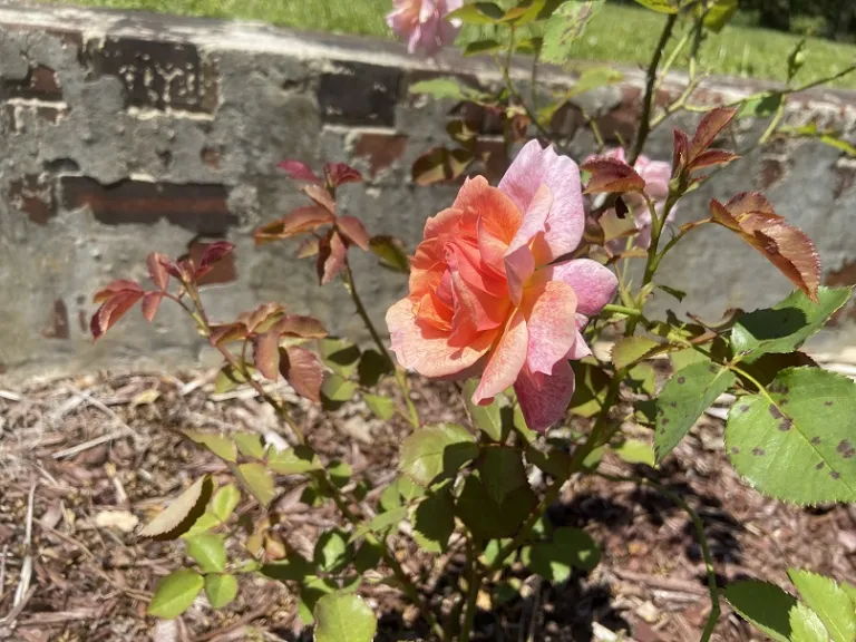 Rosa 'Spanish Rhapsody' flower
