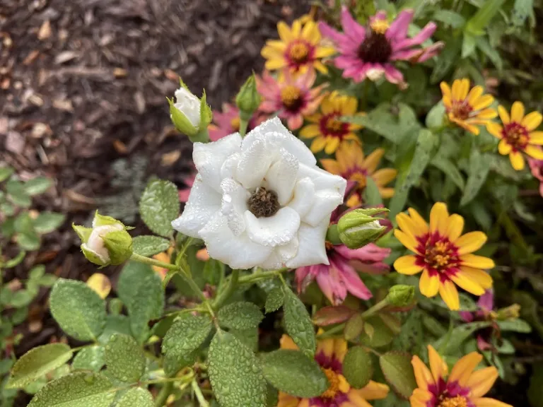 Rosa 'TANiripsa' (Special Child) (Aspirin® Rose) flower