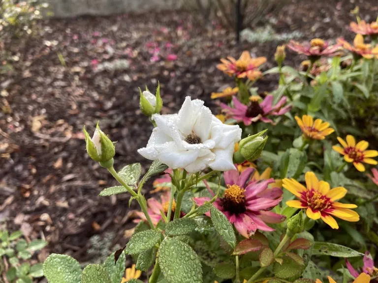Rosa 'TANiripsa' (Special Child) (Aspirin® Rose) flower