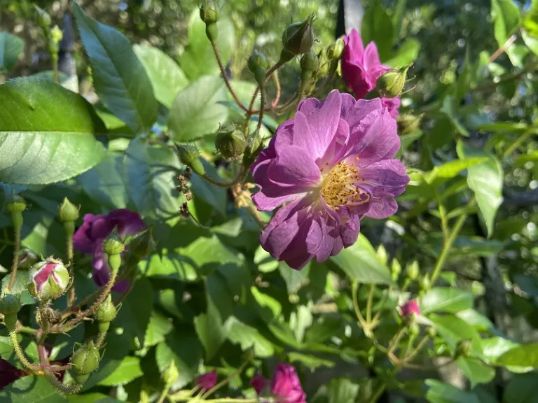 Rosa 'Veilchenblau' flower
