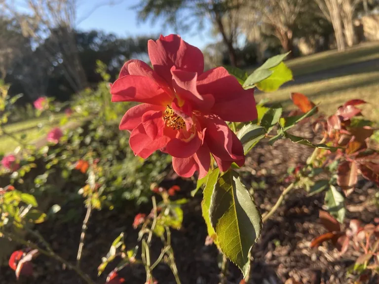 Rosa 'WEKcobeju' (Cinco De Mayo™) flower