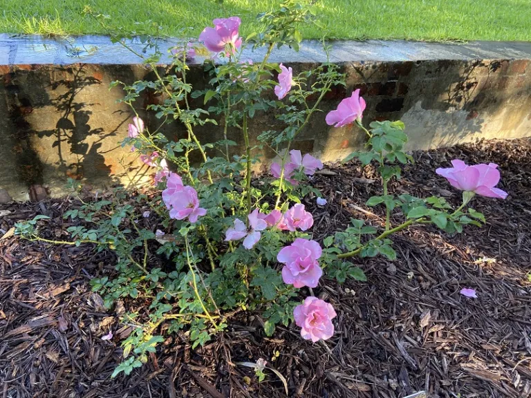 Rosa 'WEKcryplag' (Blueberry Hill™) flowering habit