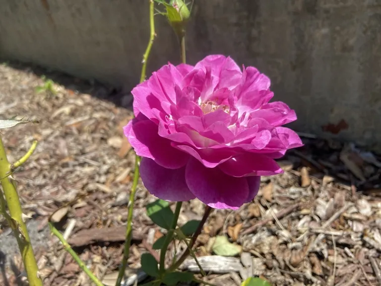Rosa 'WEKisosblip' (Wild Blue Yonder™) flower