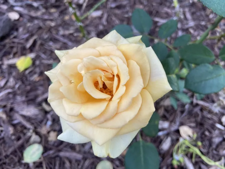 Rosa 'WEKsunspat' (Marilyn Monroe™) flower