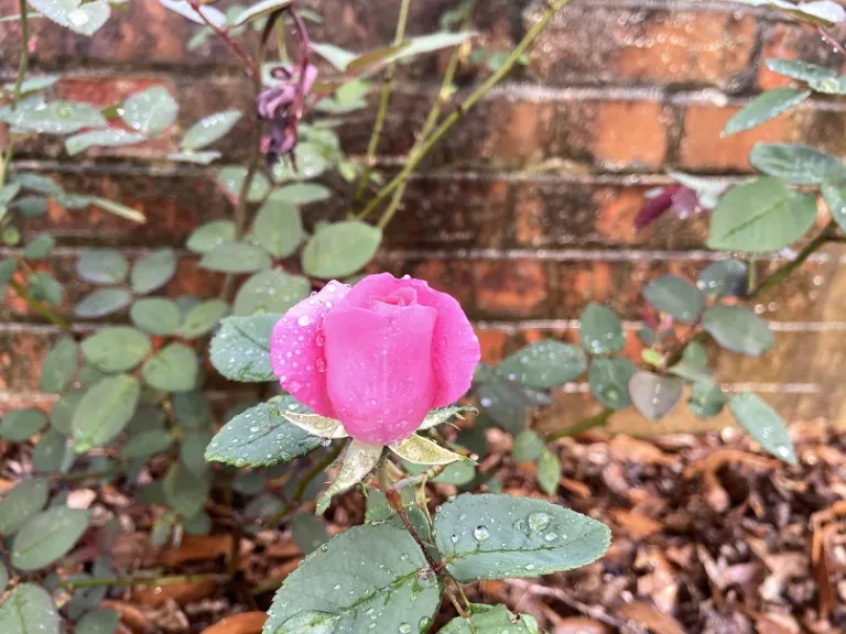 Rosa 'Zéphirine Drouhin' flower bud