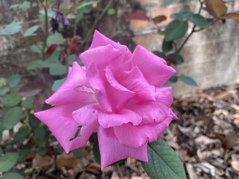 Rosa 'Zéphirine Drouhin' flower