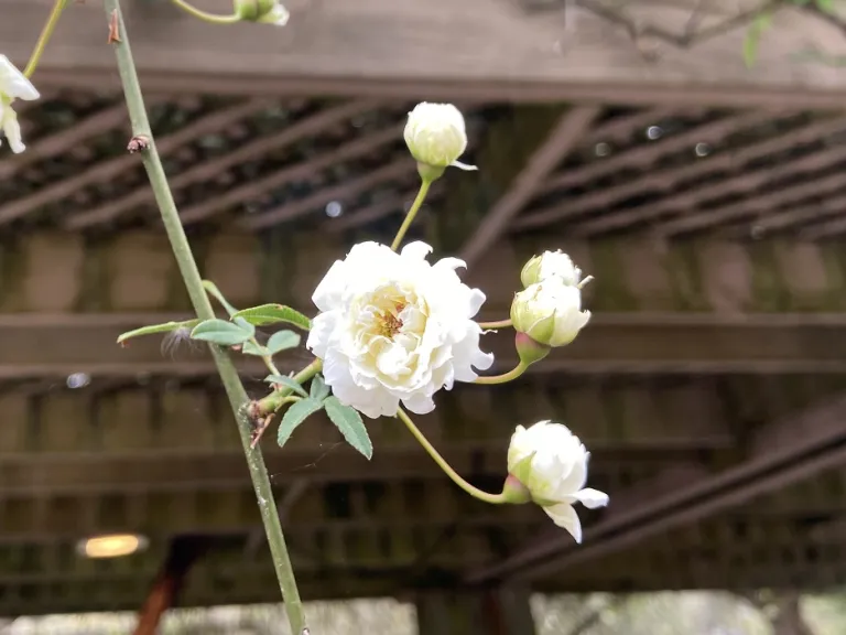 Rosa banksiae var. banksiae flower