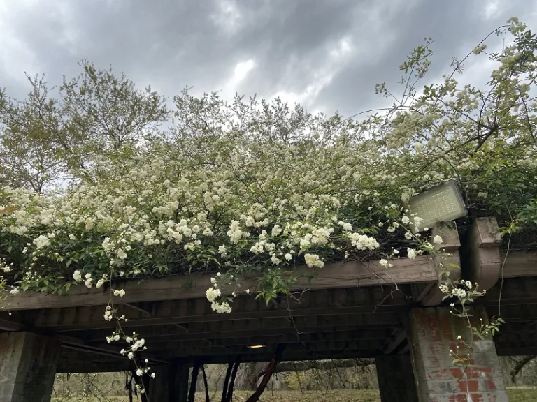 Rosa banksiae var. banksiae flowering habit