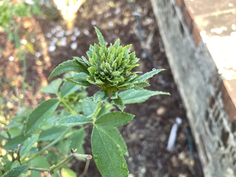Rosa chinensis f. viridiflora flower