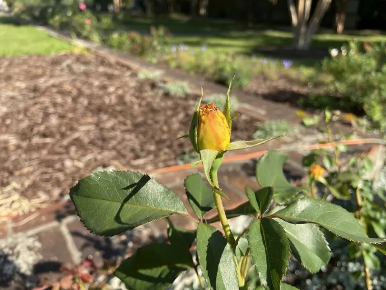 Rosa 'KORaruli' (Sunny Sky Eleganza®) flower bud
