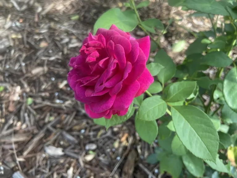 Rosa 'WEKebtigrad' (Celestial Night™) flower