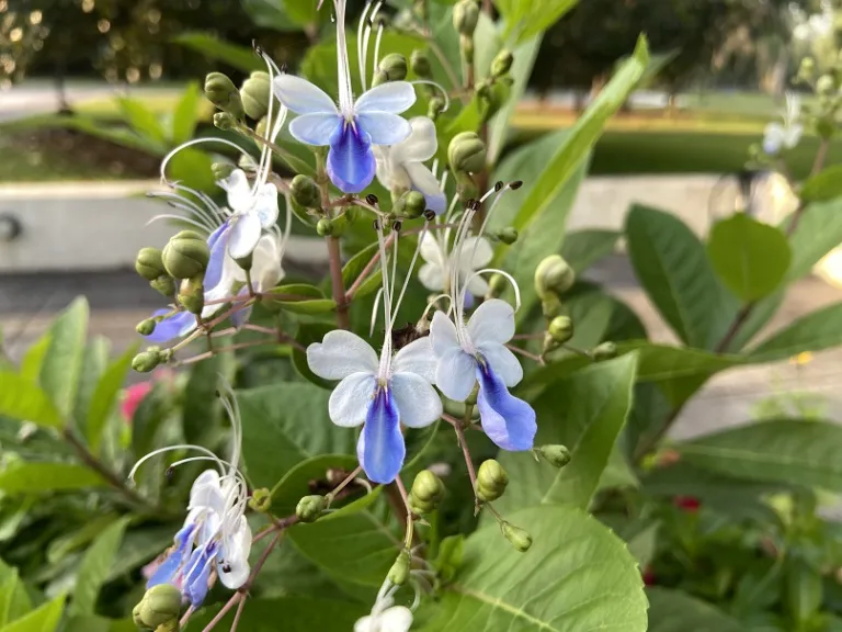 Rotheca myricoides 'Ugandense' flowers