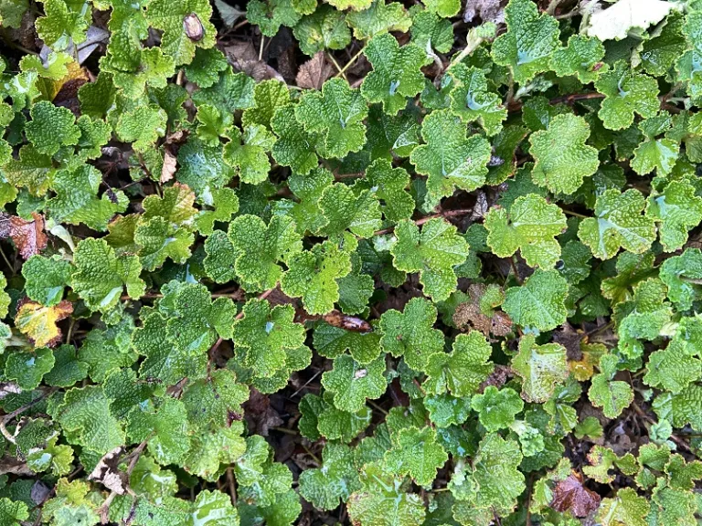 Rubus hayata-koidzumii foliage