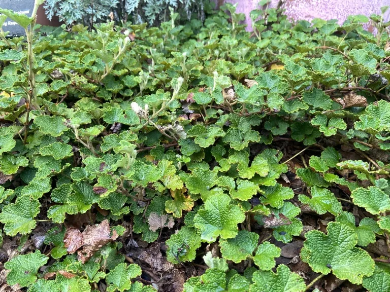 Rubus hayata-koidzumii habit