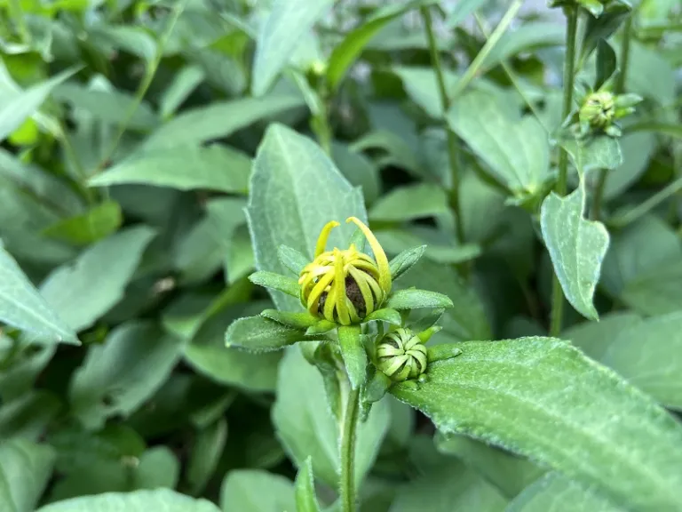 Rudbeckia fulgida var. sullivantii 'Goldsturm' flower bud opening