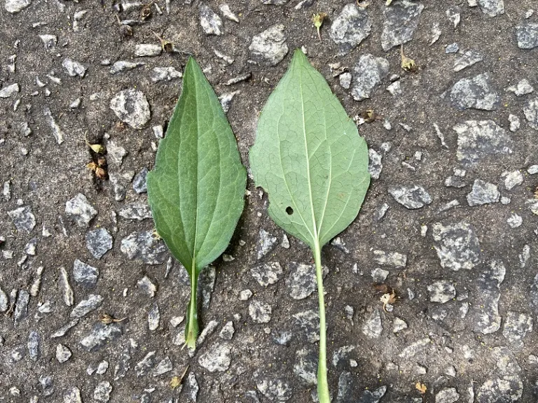 Rudbeckia fulgida var. sullivantii 'Goldsturm' leaf front and back