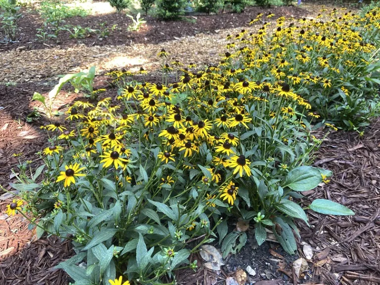 Rudbeckia fulgida var. sullivantii 'Little Goldstar' flowering habit