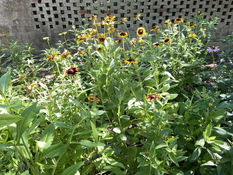 Graines De Rudbeckia Hirta 'Chocolate Orange' Bio - Environ 500 Graines - Fleurs Annuelles Aux Tons Chauds