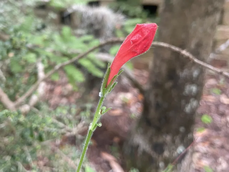 Ruellia elegans 'Ragin Cajun' flower bud