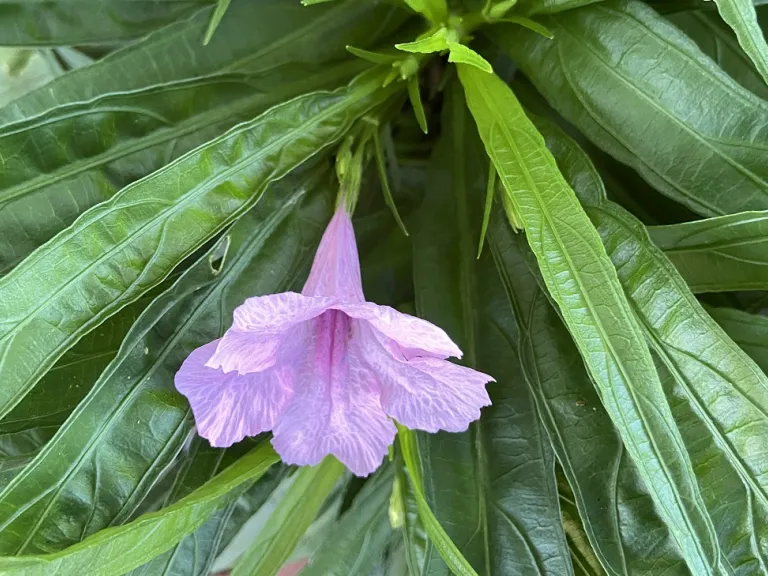 Ruellia simplex 'Katie Pink' flower