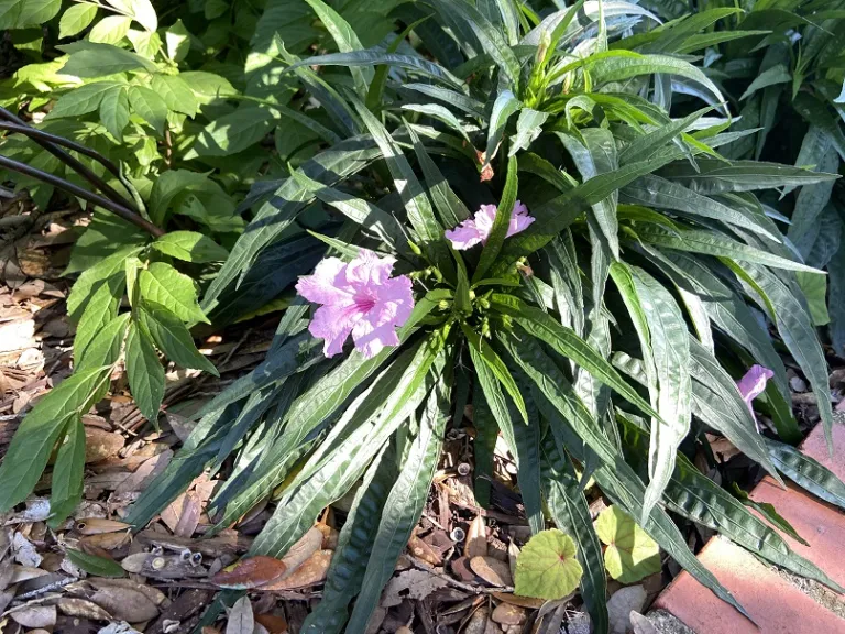 Ruellia simplex 'Katie Pink' flowering habit
