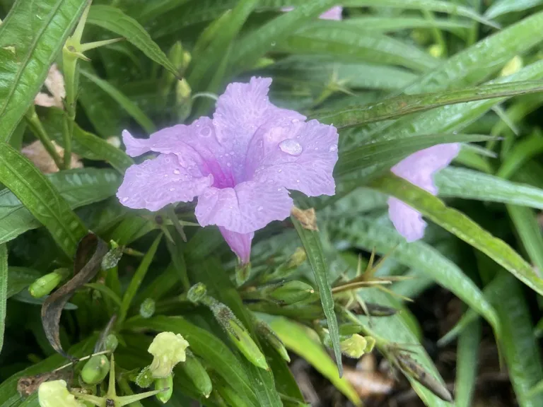 Ruellia simplex 'Katie' flower