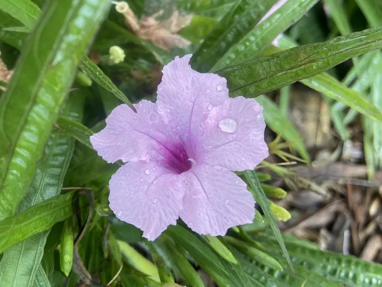 Ruellia simplex 'Katie' flower